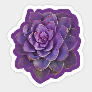 succulent purple Sticker